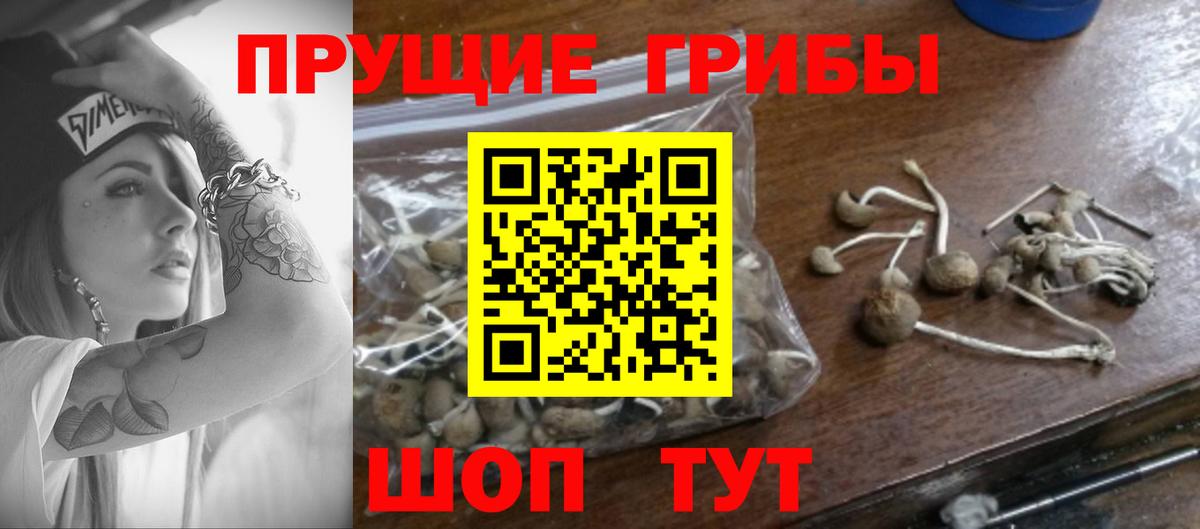Галлюциногенные грибы Psilocybine cubensis Кимры